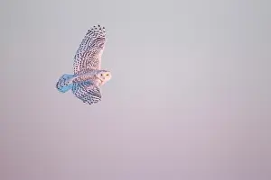 Nyctea: Snowy Owl (Bubo scandiacus) in flight