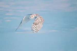 Nyctea: Snowy Owl (Bubo scandiacus) in flight
