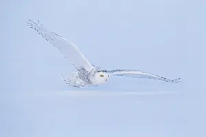 Nyctea: Snowy Owl (Bubo scandiacus) in flight