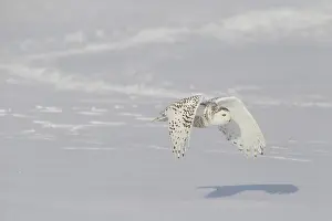 Nyctea: Snowy Owl (Bubo scandiacus) in flight