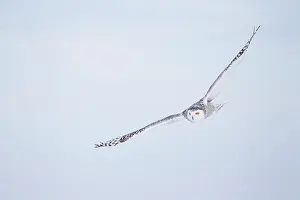 Nyctea: Snowy Owl (Bubo scandiacus) in flight