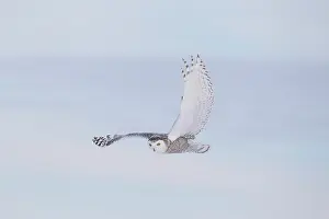 Nyctea: Snowy Owl (Bubo scandiacus) in flight