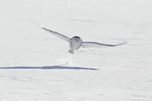 Nyctea: Snowy Owl (Bubo scandiacus) in flight