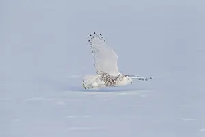 Nyctea: Snowy Owl (Bubo scandiacus) in flight