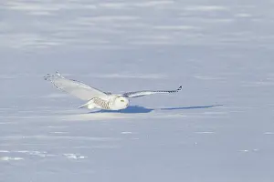 Nyctea: Snowy Owl (Bubo scandiacus) in flight