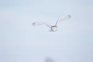 Nyctea: Snowy Owl (Bubo scandiacus) in flight