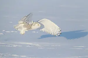Nyctea: Snowy Owl (Bubo scandiacus) in flight