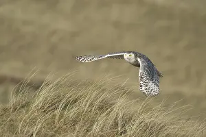 Scandiacus: Snowy Owl (Bubo scandiacus) in flight over the