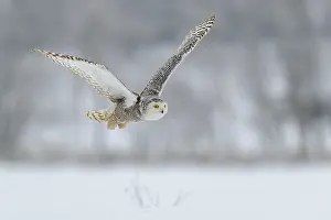 Scandiacus: Snowy owl (Bubo scandiacus), flying in a snowy landscape