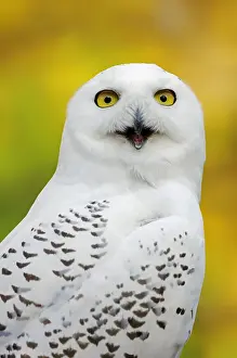 Nyctea: Snowy Owl (Bubo scandiacus, Nyctea scandiaca), female