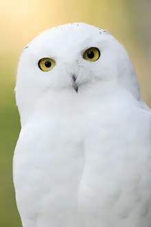 Nyctea: Snowy owl (Bubo scandiacus, Nyctea scandiaca), male