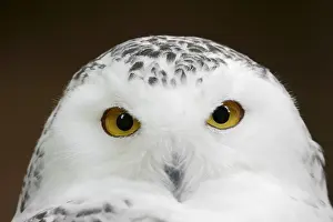 Nyctea: Snowy owl (Bubo scandiacus, Nyctea scandiaca), female