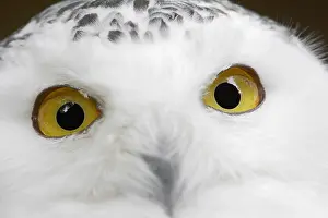 Nyctea: Snowy owl (Bubo scandiacus, Nyctea scandiaca), female
