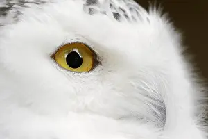 Nyctea: Snowy owl (Bubo scandiacus, Nyctea scandiaca), female