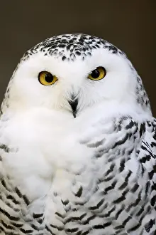 Nyctea: Snowy owl (Bubo scandiacus, Nyctea scandiaca), female