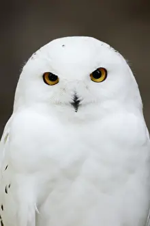 Nyctea: Snowy owl (Bubo scandiacus, Nyctea scandiaca), male