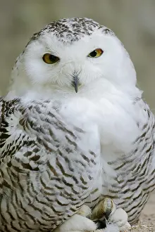 Nyctea: Snowy owl (Bubo scandiacus, Nyctea scandiaca), female