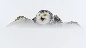Scandiacus: Snowy owl (Bubo scandiacus), sits in the snow and