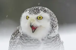 Shouting: Snowy owl (Bubo scandiacus), sitting shouting in