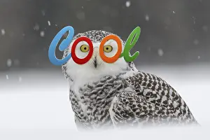 250919: Snowy owl (Bubo scandiacus), sitting in the snow