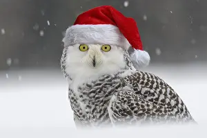 250919: Snowy owl (Bubo scandiacus), sitting in the snow