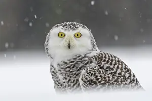 Scandiacus: Snowy owl (Bubo scandiacus), sitting in the snow