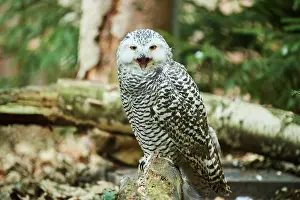 Scandiacus: Snowy owl (Bubo scandiacus) sitting on a tree trunk
