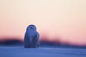 Nyctea: Snowy Owl (Bubo scandiacus) standing