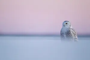 Nyctea: Snowy Owl (Bubo scandiacus) standing