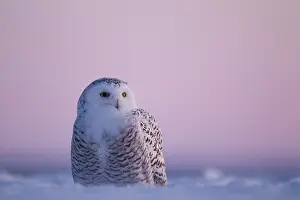 Nyctea: Snowy Owl (Bubo scandiacus) standing