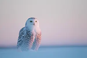 Nyctea: Snowy Owl (Bubo scandiacus) standing