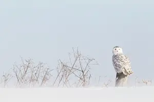 Nyctea: Snowy Owl (Bubo scandiacus) standing