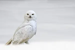 Strix: Snowy owl (Bubo scandiacus) (Strix scandiaca) on