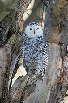 200722: Snowy Owl (Bubo scandiacus) in tree