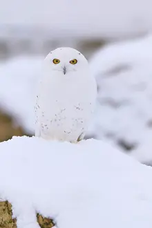 Scandiacus: Snowy Owl (Bubo scandiacus), in winter