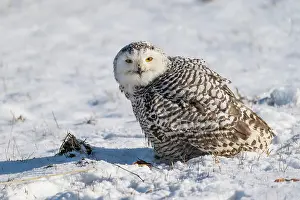 200722: Snowy Owl (Bubo scandiacus), in winter