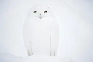 Adjust: Snowy owl (Bubo scandiacus), in winter in snow