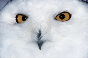 Staring: SNOWY OWL - close up of face