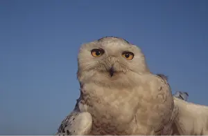 Level: SNOWY OWL - close-up