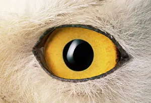 Sinister: SNOWY OWL - close-up of eye
