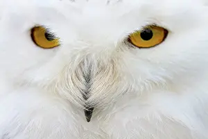 Fierce: Snowy Owl close-up of face controlled conditions