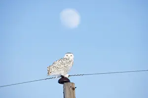 Moon: Snowy Owl female