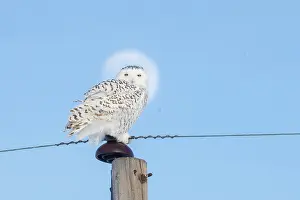 Moon: Snowy Owl female