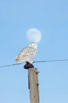 Moon: Snowy Owl female