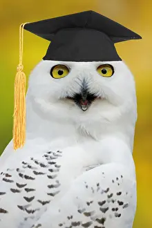 Intelligence: Snowy Owl female calling, portrait, in captivity