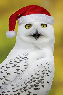 070219: Snowy Owl female calling, portrait, in captivity