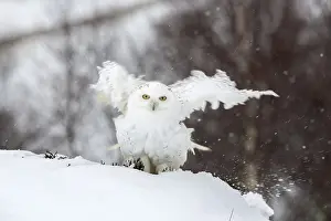 120219: Snowy Owl - Flapping in Snow - Scotland - UK