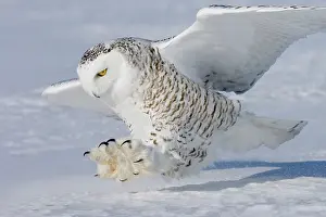 Talon: Snowy Owl - in flight