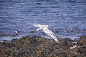 Trevor Marshall: SNOWY OWL - in flight