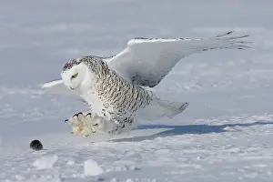 Agility: Snowy Owl - in flight